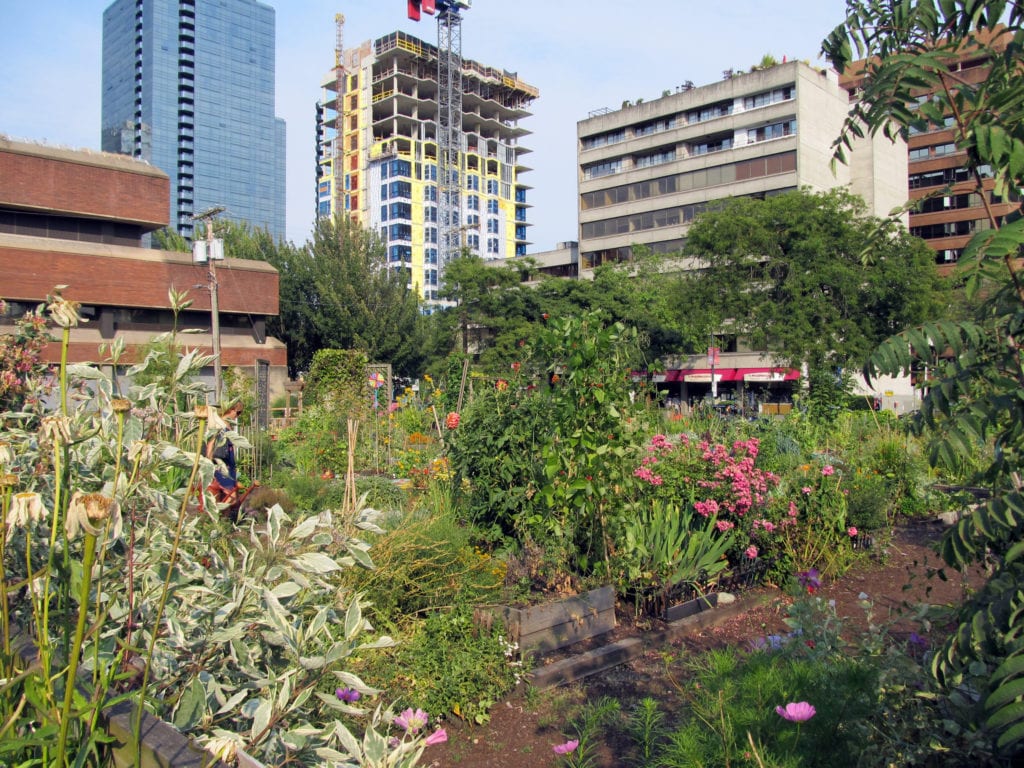 Give back to your city - How to start a community garden?