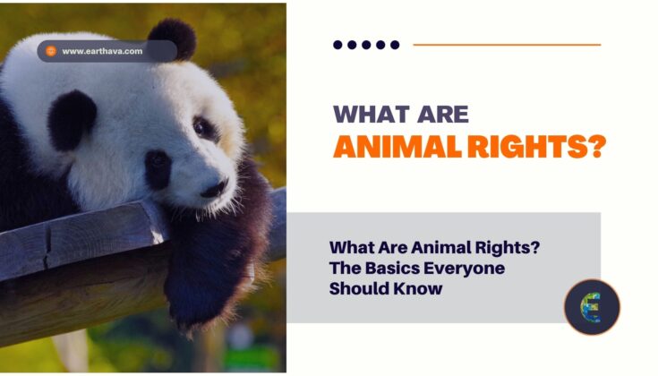 What Are Animal Rights? Essential Facts You Must Know! - Earthava