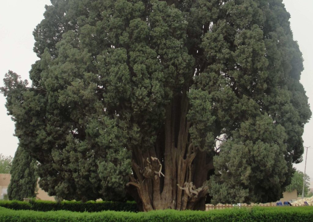 Abarqu Tree.