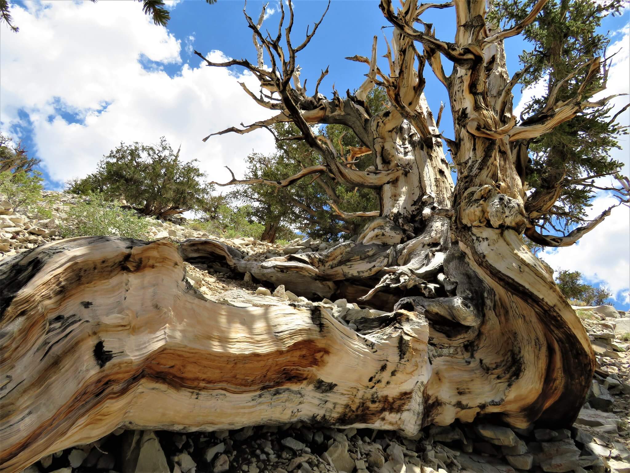 What Are The Oldest Trees In The World? - Earthava