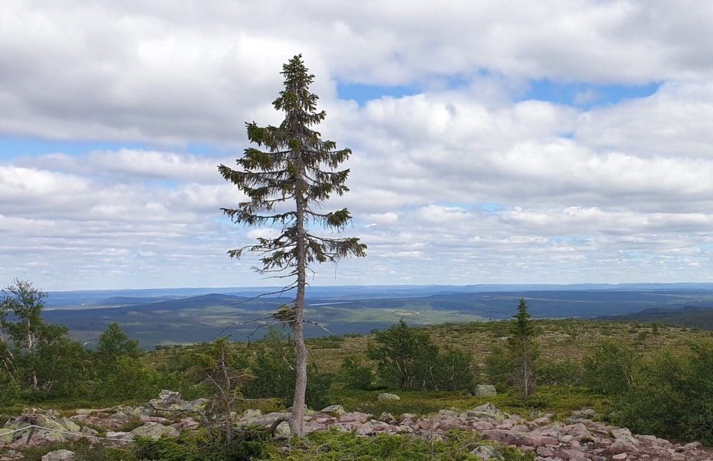 Old Tjikko