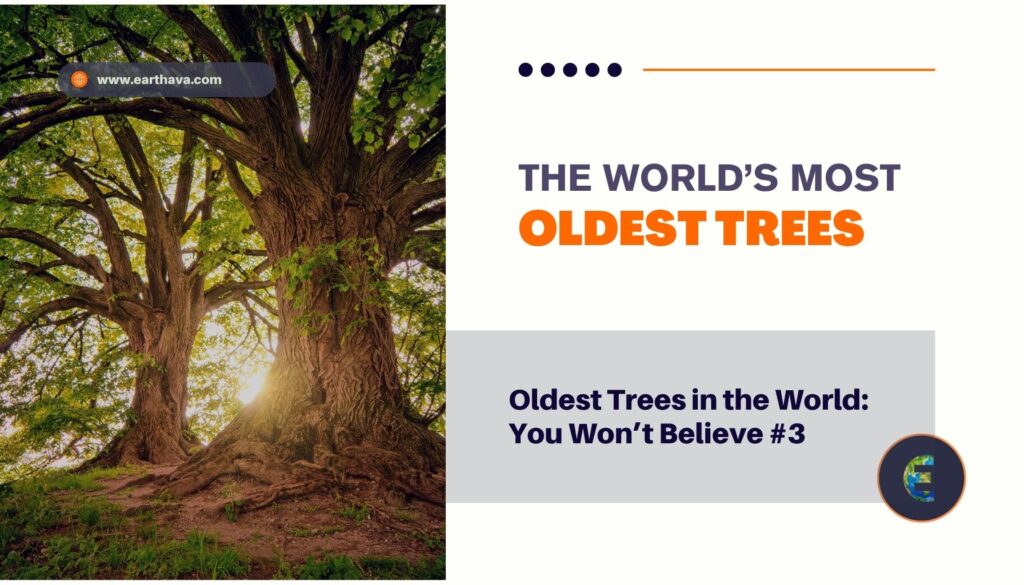 Oldest Trees in the World: You Won’t Believe #3