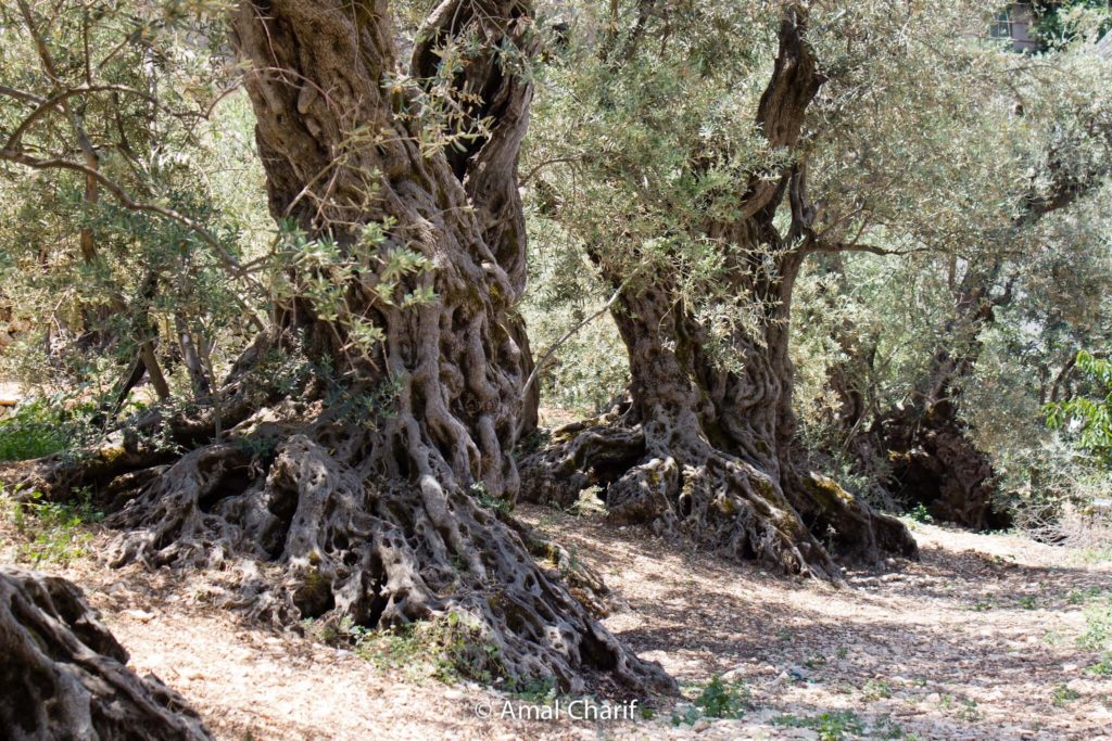 Sisters Olive Trees of Noah