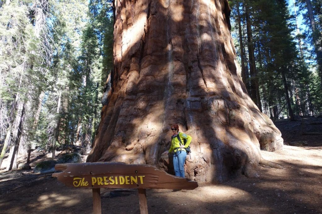 9. The President Tree