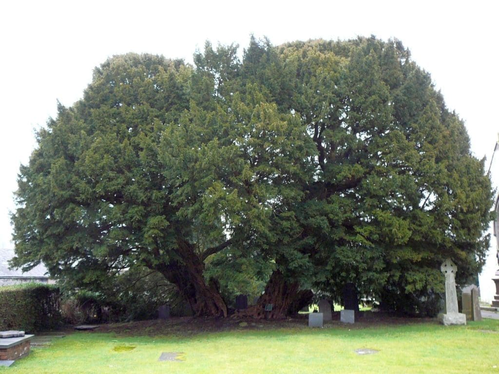 Llangernyw Yew.