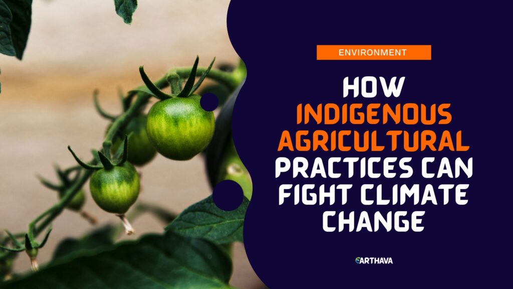 How Indigenous Agricultural Practices Can Fight Climate Change