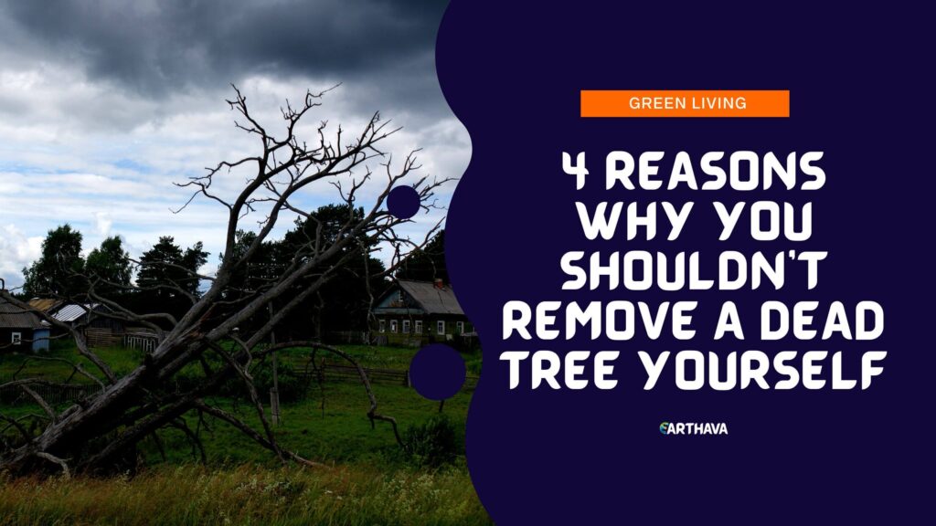 4 Reasons Why You Shouldn't Remove A Dead Tree Yourself