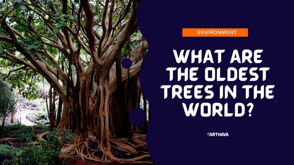 What Are The Oldest Trees In The World?