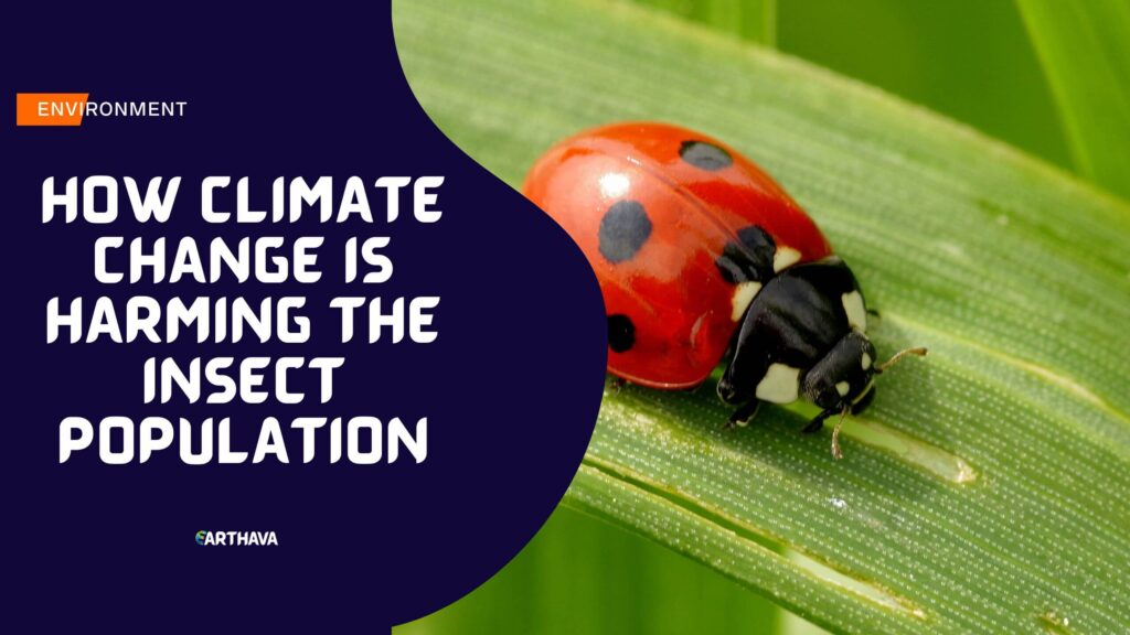 How Climate Change Is Harming the Insect Population?