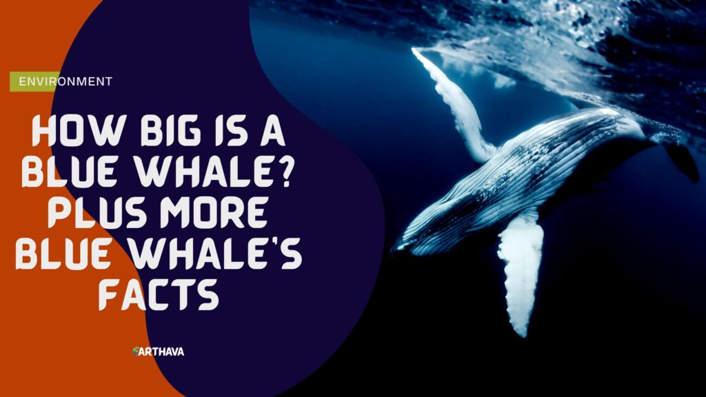 How Big Is A Blue Whale? Plus More Blue Whale's Facts