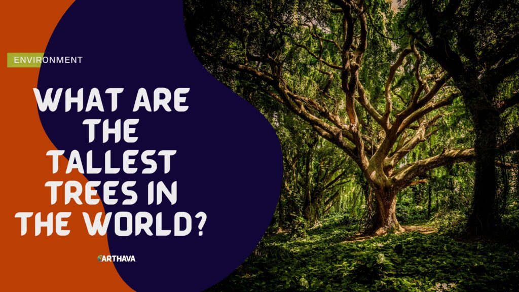 What Are The Tallest Trees In The World?