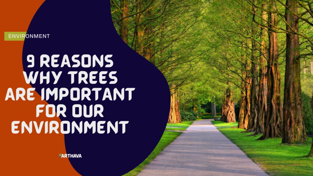 9 Reasons Why Trees Are Important for Our Environment