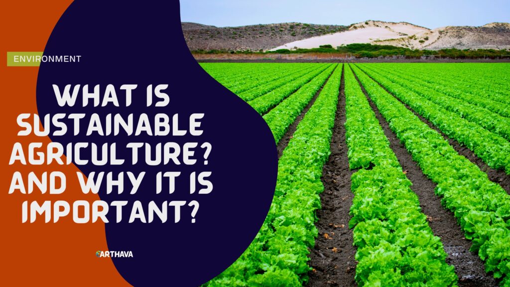 What is Sustainable Agriculture? and Why It Is Important?