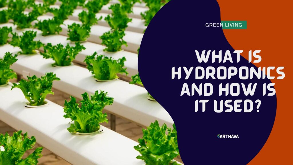 What is Hydroponics and How Is It Used?