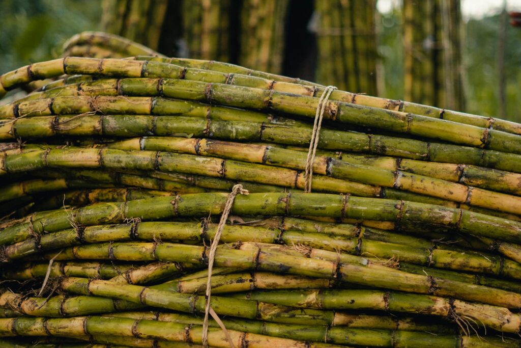biomass energy among the top renewable energy sources