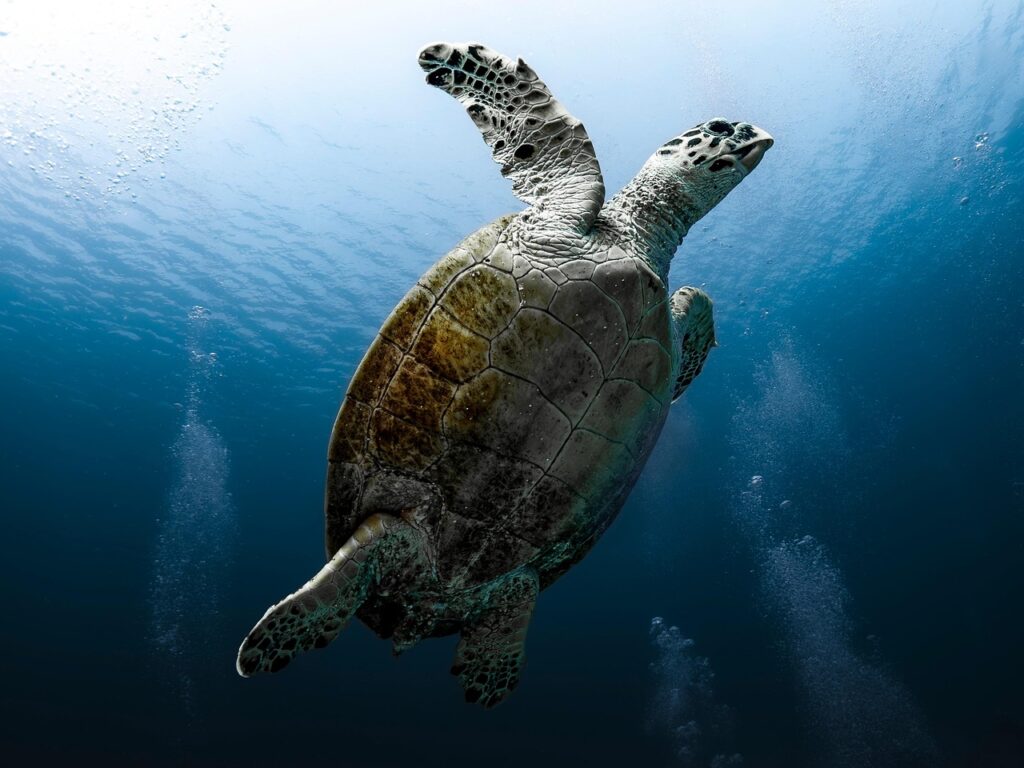 tortoise, reptile, sea turtle, red sea, dive, nature, underwater, water, ocean