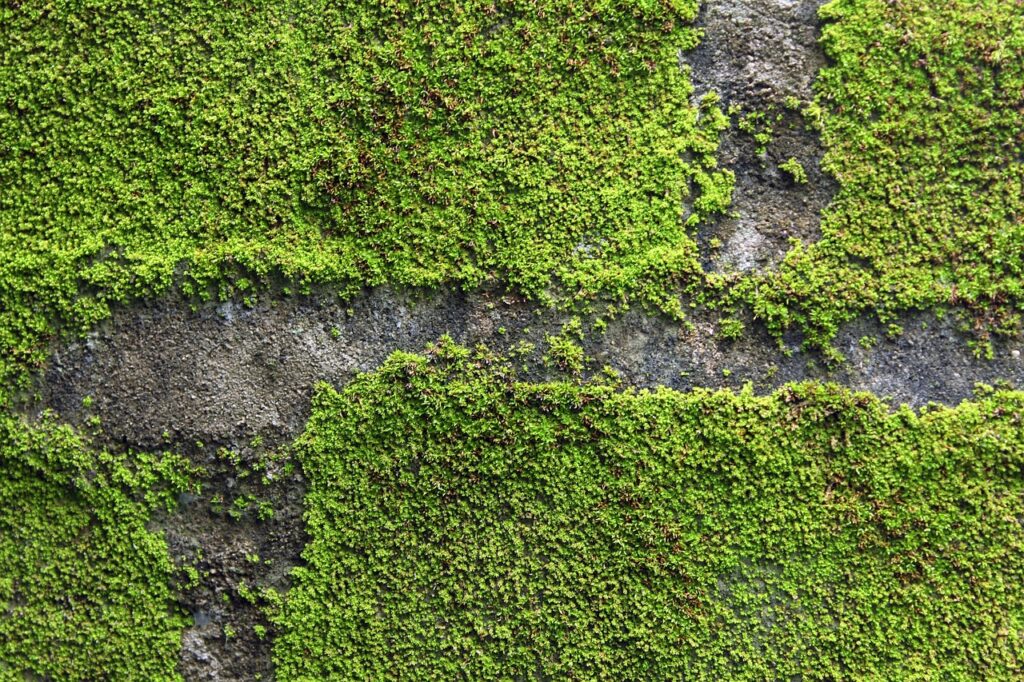 moss, weathered, wall, natural, green, rock
