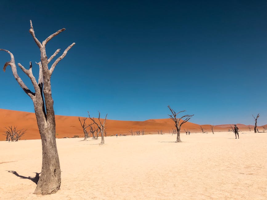 Dramatic desert scene with dead trees under a vast blue sky in Sossusvlei, Namibia.