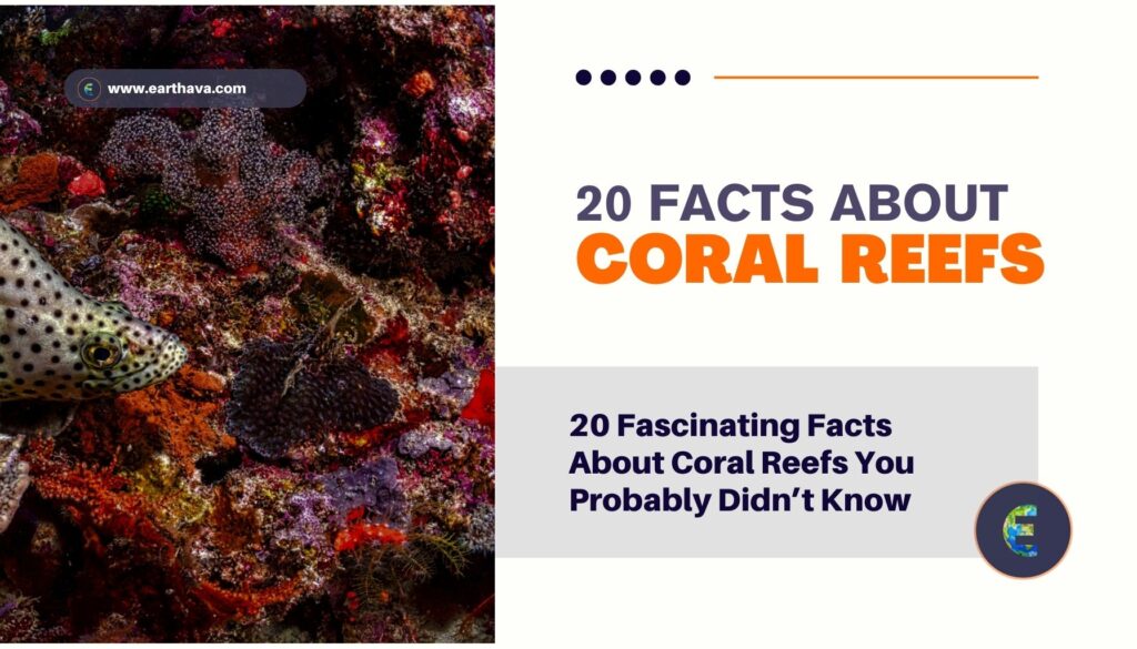 20 Fascinating Facts About Coral Reefs You Probably Didn’t Know