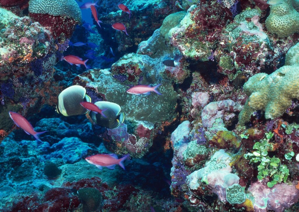 marine, seabed, underwater world, coral, reef, seabed, seabed, coral, coral, coral, coral, coral, reef, reef, reef, reef