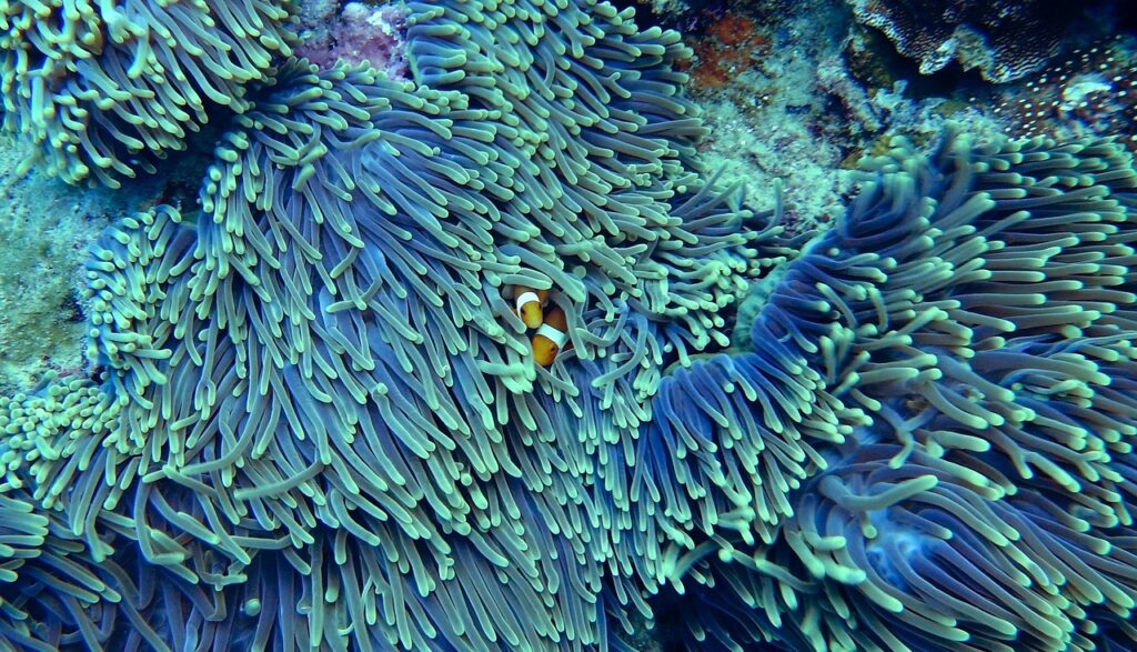 water, corals, underwater, clear water, clown fish, soft coral, reef, coral reef, sea creatures, nature, sea life, ocean life