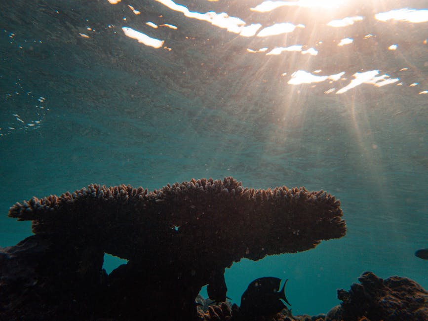 Underwater view of coral reef with sunrays filtering through water, creating an ethereal scene.