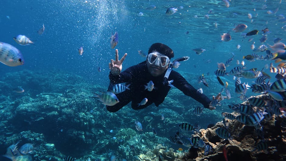 Explore vibrant marine life while snorkeling in Jawa Tengah, Indonesia.