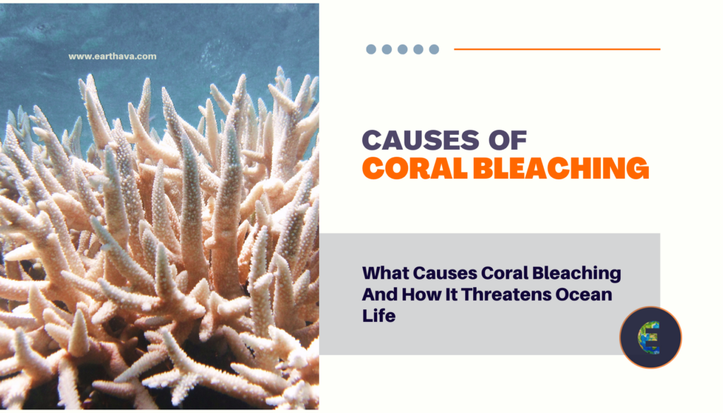 What Causes Coral Bleaching And How It Threatens Ocean Life