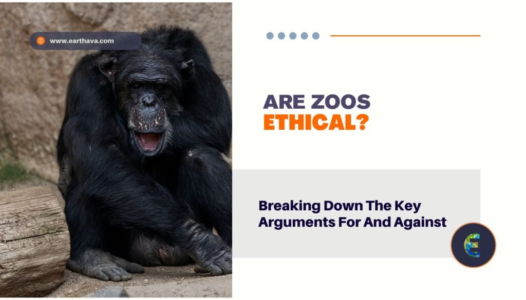 Are Zoos Ethical? Breaking Down The Key Arguments For And Against